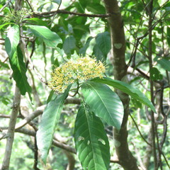 Tarenna dallachiana