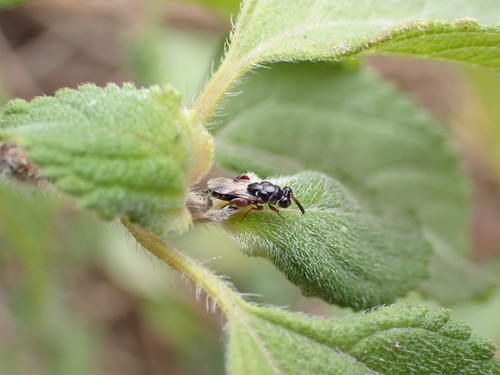 Antrocephalus, 2025-10-28