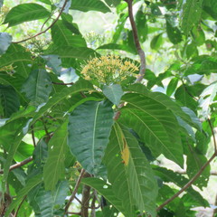 Tarenna dallachiana