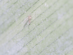 Insecta