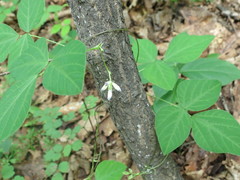 Amphicarpaea edgeworthii
