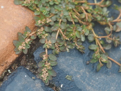 Euphorbia thymifolia