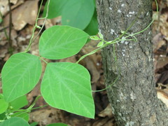Amphicarpaea edgeworthii