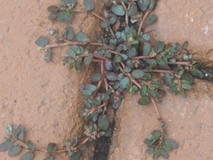 Euphorbia thymifolia