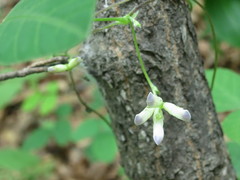 Amphicarpaea edgeworthii
