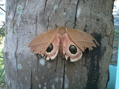 Hemileucinae