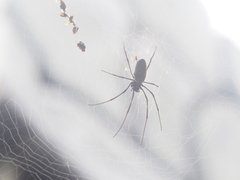 Nephila vitiana