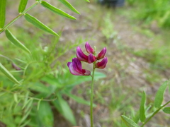 Vicia megalotropis