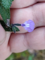 Salvia alamosana