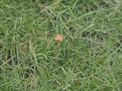 Fungi