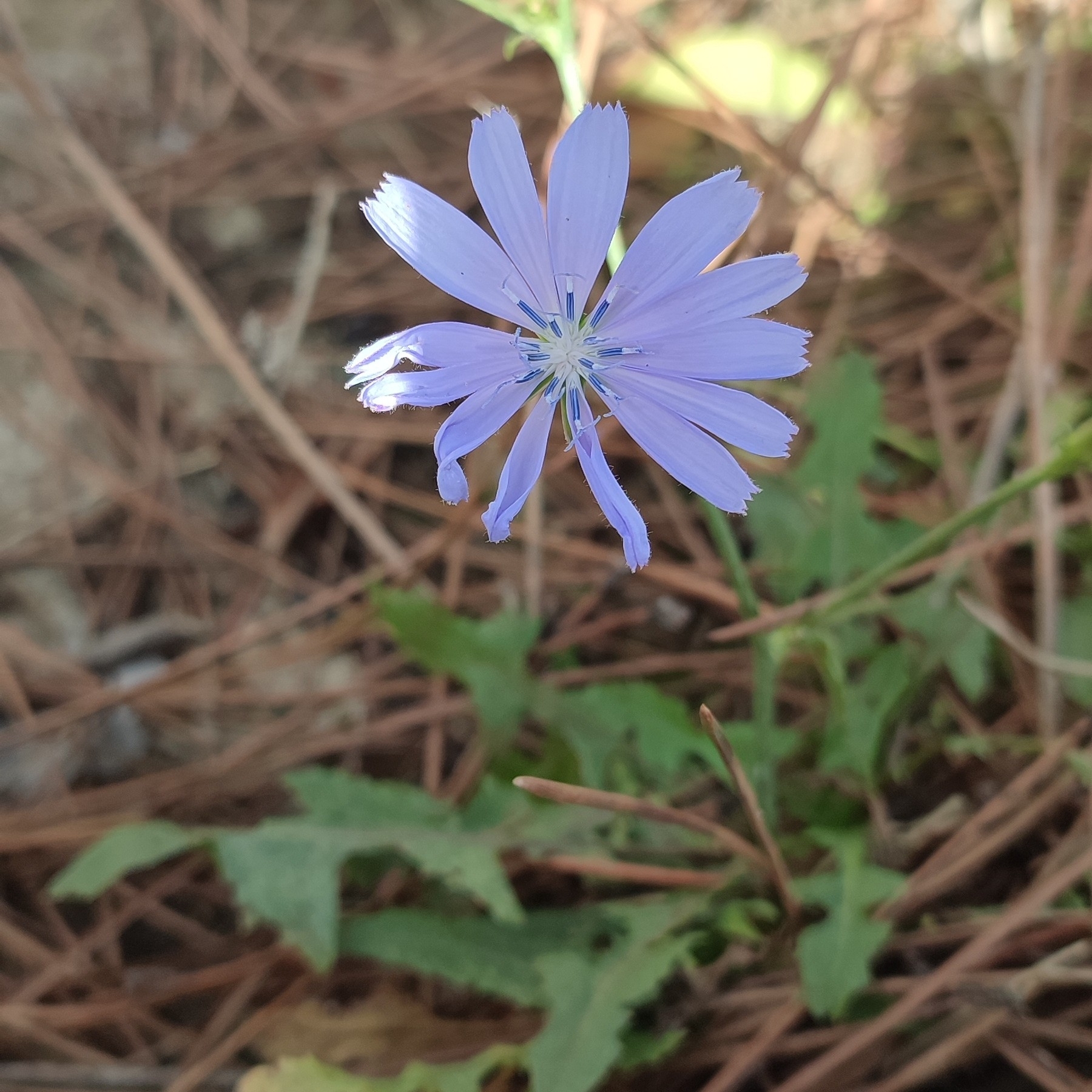 Cichorium Pumilum (Cichorium pumilum)