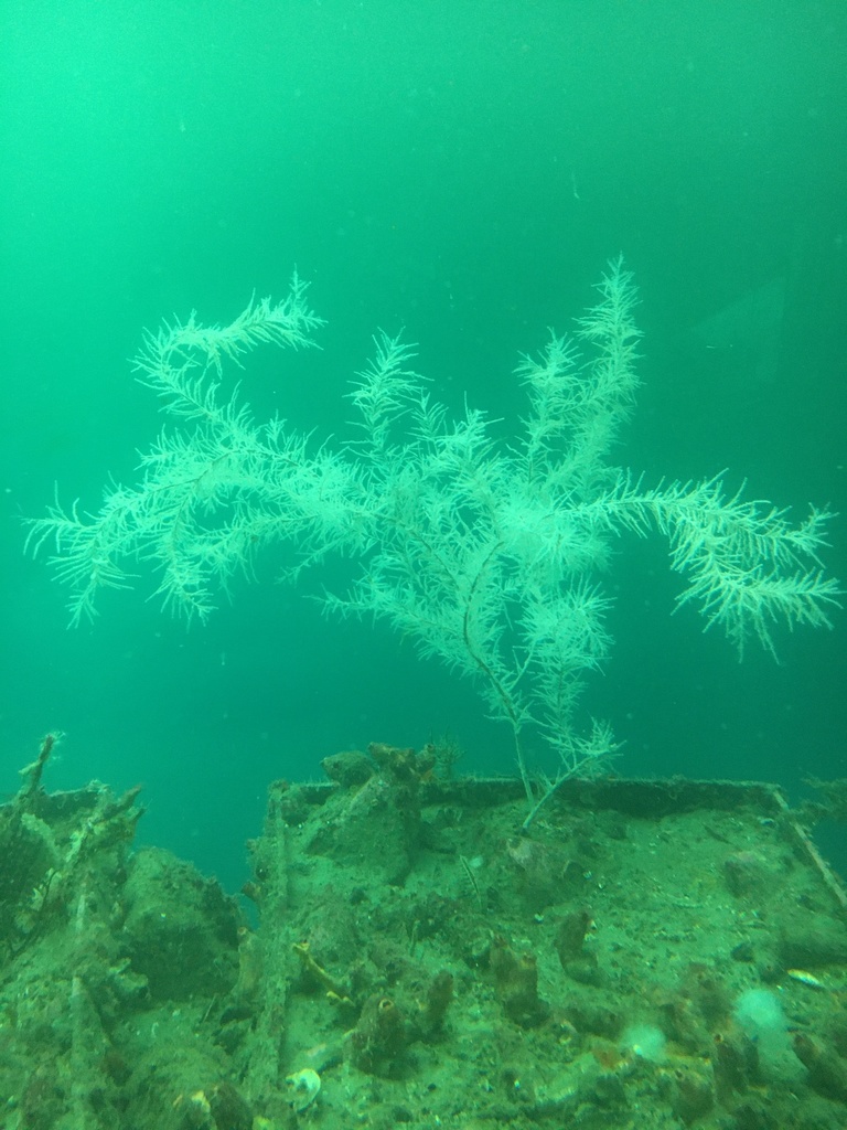 Black coral