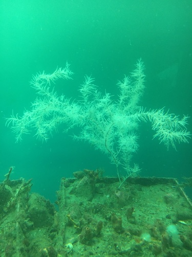 Black coral