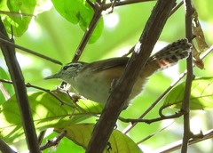 Cantorchilus modestus