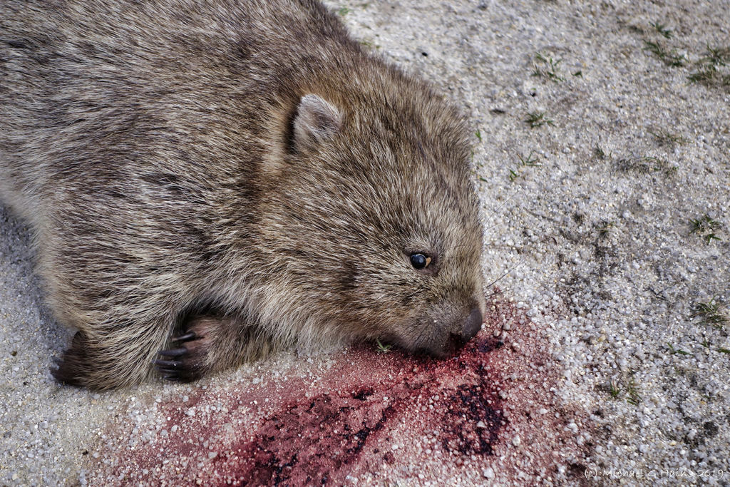 Bare-nosed Wombat from Lackrana TAS 7255, Australia on March 9, 2015 at ...