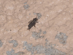 Tridactylidae