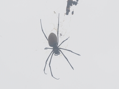 Nephila vitiana