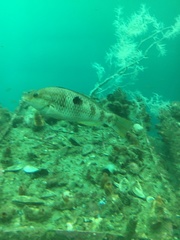 Notolabrus celidotus