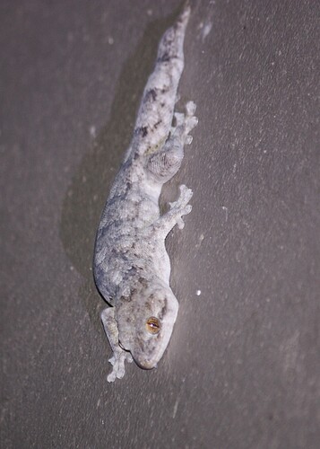 Arnold's Velvet Gecko, Homopholis arnoldi