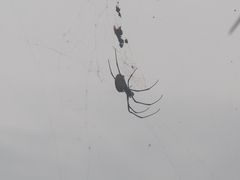 Nephila vitiana