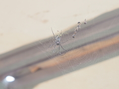 Nephila vitiana