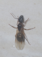 Camponotus