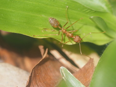 Oecophylla smaragdina