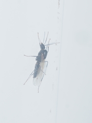 Formicidae