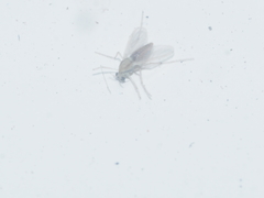 Diptera