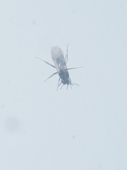 Formicidae