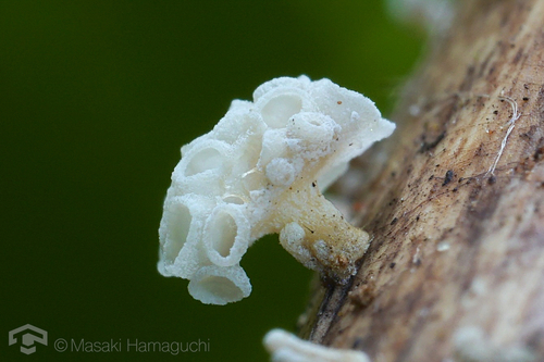 Favolaschia nipponica