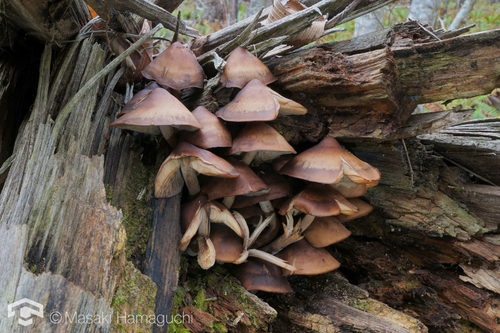 Clitocybula esculenta