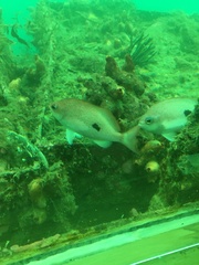 Caesioperca lepidoptera