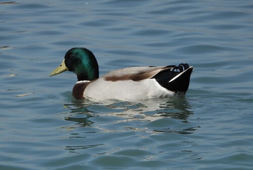 Mallard