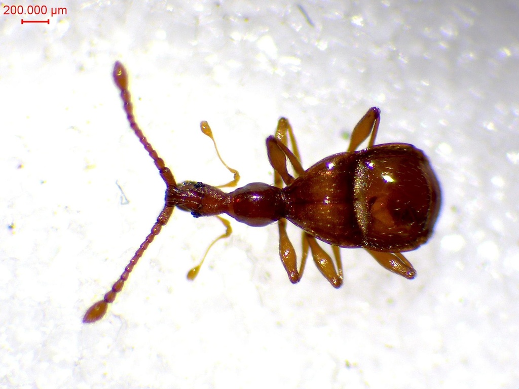 Pselaphostomus stussineri