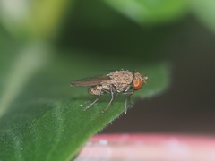 Diptera
