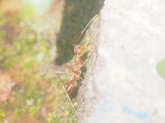 Oecophylla smaragdina