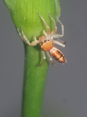 Cosmophasis lami