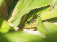 Dolichurus