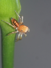 Cosmophasis lami
