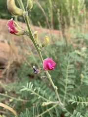 Tephrosia rhodesica evansii