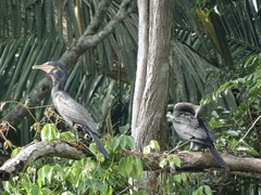 Phalacrocorax brasilianus image