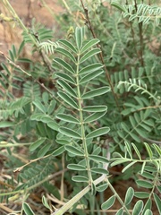 Tephrosia rhodesica evansii