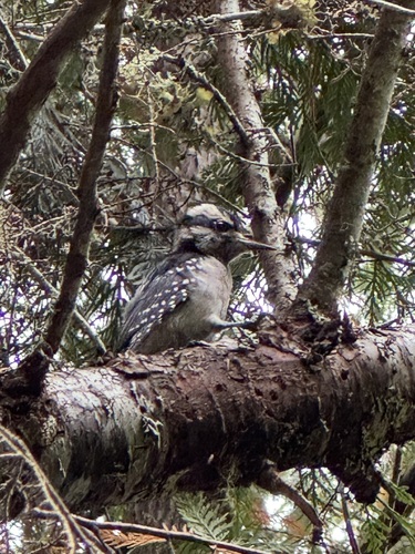 Hairy Woodpecker