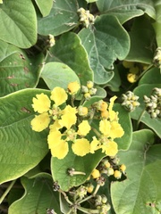 Stigmaphyllon bonariense