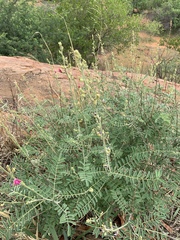 Tephrosia rhodesica evansii