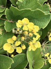 Stigmaphyllon bonariense