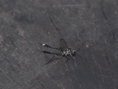 Ichneumonidae