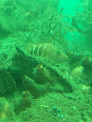 Hypoplectrodes huntii