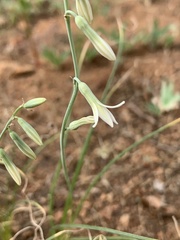 Dipcadi gracillimum